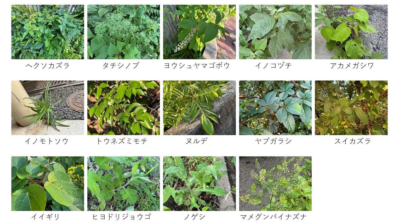 SS生物　植物.JPG
